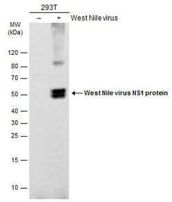 Invitrogen West Nile Virus NS1 Protein Polyclonal Antibody 100 &mu;L; Unconjugated:Antibodies,