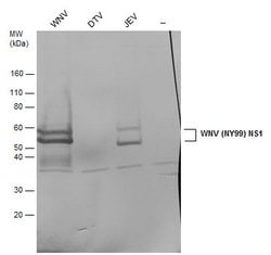 Invitrogen West Nile Virus NS1 Protein Polyclonal Antibody 100 &mu;L; Unconjugated:Antibodies,