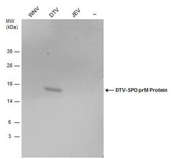 Invitrogen Powassan Virus prM Protein Polyclonal Antibody 100 μL; Unconjugated:Antibodies,