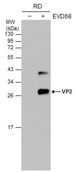 Invitrogen Enterovirus D68 VP2 Polyclonal Antibody 100 μL; Unconjugated:Antibodies,