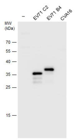Invitrogen Enterovirus 71 VP1 Polyclonal Antibody 100 &mu;L; Unconjugated:Antibodies,