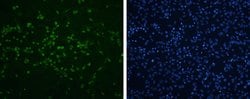 Invitrogen Enterovirus 71 VP2 Polyclonal Antibody 100 &mu;L; Unconjugated:Antibodies,