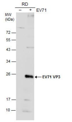 Invitrogen Enterovirus 71 VP3 Polyclonal Antibody 100 μL; Unconjugated:Antibodies,