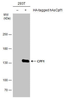 Invitrogen CPF1 Polyclonal Antibody 100 &mu;L | Buy Online | Invitrogen&trade; | Fisher Scientific