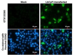 Invitrogen CPF1 Polyclonal Antibody 100 &mu;L; Unconjugated:Antibodies,