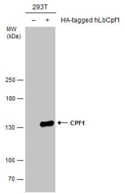 Invitrogen CPF1 Polyclonal Antibody 100 &mu;L; Unconjugated:Antibodies,