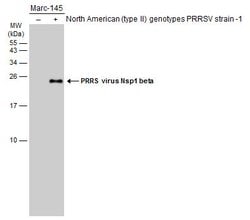 Invitrogen PRRS Virus Nsp1 beta Protein Polyclonal Antibody 100 μL;