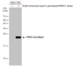 Invitrogen PRRS Virus Nsp4 Protein Polyclonal Antibody 100 &mu;L; Unconjugated:Antibodies,