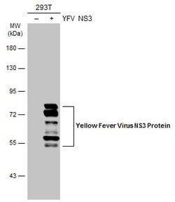 Invitrogen Yellow Fever Virus NS3 Polyclonal Antibody 100 &mu;L | Buy Online | Invitrogen&trade; | Fisher Scientific