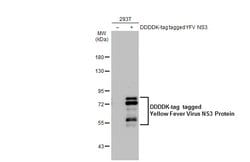 Invitrogen Yellow Fever Virus NS3 Polyclonal Antibody 100 &mu;L | Buy Online | Invitrogen&trade; | Fisher Scientific