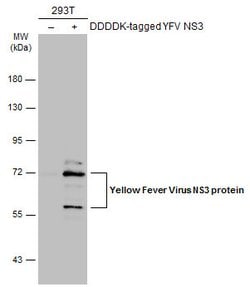 Invitrogen Yellow Fever Virus NS3 Polyclonal Antibody 100 &mu;L; Unconjugated:Antibodies,