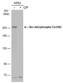 Invitrogen Phospho-c-Abl (Tyr245) Polyclonal Antibody 100 &mu;L | Buy Online | Invitrogen&trade; | Fisher Scientific