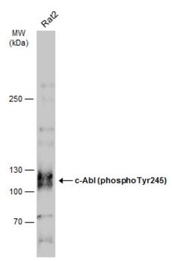 Invitrogen Phospho-c-Abl (Tyr245) Polyclonal Antibody 100 &mu;L | Buy Online | Invitrogen&trade; | Fisher Scientific