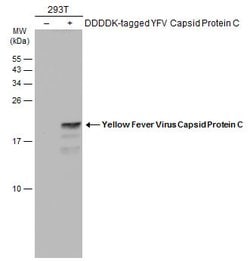Invitrogen&trade;&nbsp;Yellow Fever Virus Capsid Protein C Polyclonal Antibody