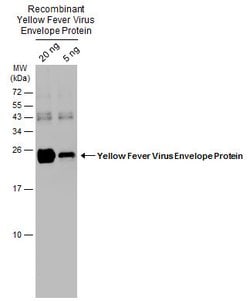 Invitrogen Yellow Fever Virus Envelope Protein Polyclonal Antibody 100