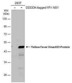 Invitrogen Yellow Fever Virus NS1 Polyclonal Antibody 100 &mu;L; Unconjugated:Antibodies,