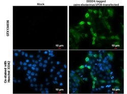 Invitrogen Ebola Virus VP30 Polyclonal Antibody 100 μL; Unconjugated:Antibodies,