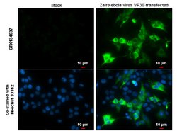 Invitrogen Ebola Virus VP30 Polyclonal Antibody 100 μL; Unconjugated:Antibodies,