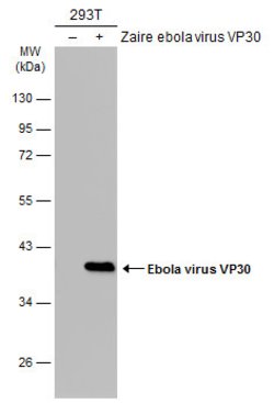 Invitrogen Ebola Virus VP30 Polyclonal Antibody 100 μL; Unconjugated:Antibodies,