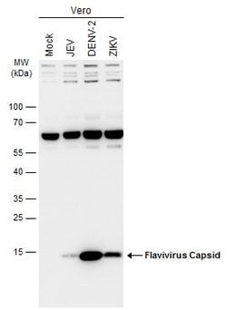 Invitrogen Flavivirus Capsid Polyclonal Antibody 100 &mu;L; Unconjugated:Antibodies,
