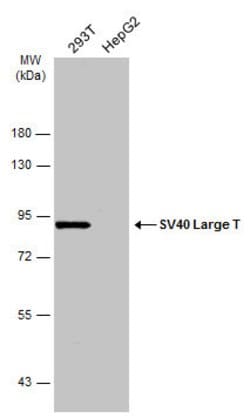 Invitrogen SV40 Large T-Antigen Polyclonal Antibody 100 &mu;L; Unconjugated:Antibodies,