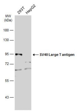 Invitrogen SV40 T-Antigen Polyclonal Antibody 100 &mu;L; Unconjugated:Antibodies,