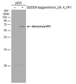 Invitrogen Norovirus VP1 Polyclonal Antibody 100 μL; Unconjugated:Antibodies,