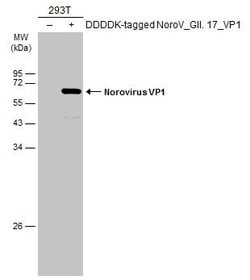Invitrogen&trade;&nbsp;Norovirus VP1 Polyclonal Antibody