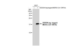 Invitrogen MERS Coronavirus ORF4a Polyclonal Antibody 100 &mu;L; Unconjugated:Antikörper