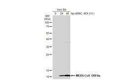 Invitrogen MERS Coronavirus ORF4a Polyclonal Antibody 100 &mu;L; Unconjugated:Antikörper