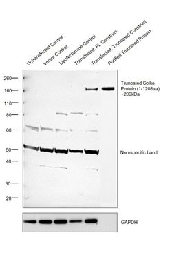 Invitrogen SARS/SARS-CoV-2 Spike Protein (S1/S2) Polyclonal Antibody 100