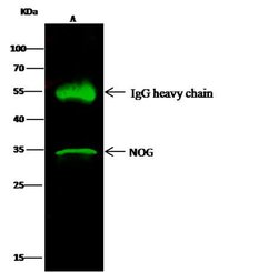 Invitrogen Noggin Polyclonal Antibody 100 &mu;L | Buy Online | Invitrogen&trade; | Fisher Scientific