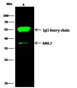 Invitrogen MBL2 Polyclonal Antibody 100 &mu;L; Unconjugated:Antibodies,