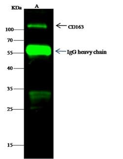 Invitrogen CD163 Polyclonal Antibody 100 &mu;L; Unconjugated:Antibodies,