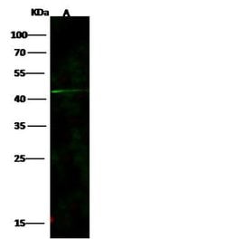 Invitrogen LILRA5 Polyclonal Antibody 100 &mu;L; Unconjugated:Antibodies,