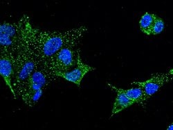 Invitrogen GDF3 Polyclonal Antibody 100 &mu;L; Unconjugated:Antibodies,
