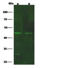 Invitrogen GDF3 Polyclonal Antibody 100 &mu;L; Unconjugated:Antibodies,