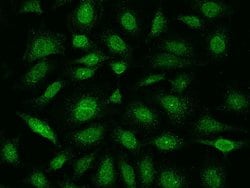 Invitrogen E2F4 Polyclonal Antibody 100 &mu;L; Unconjugated:Antibodies,