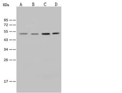 Invitrogen E2F4 Polyclonal Antibody 100 &mu;L; Unconjugated:Antibodies,