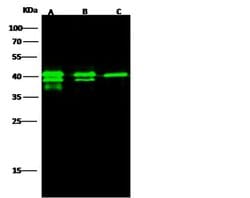 Invitrogen GPN1 Polyclonal Antibody 100 &mu;L; Unconjugated:Antibodies,