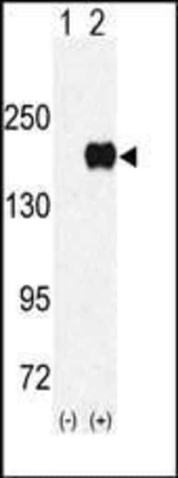Invitrogen EHMT1 Polyclonal Antibody 400 &mu;L; Unconjugated:Antibodies,