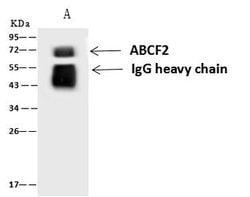 Invitrogen ABCF2 Polyclonal Antibody 100 μL; Unconjugated:Antibodies,