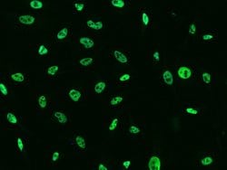 Invitrogen TCF12 Polyclonal Antibody 100 &mu;L; Unconjugated:Antibodies,