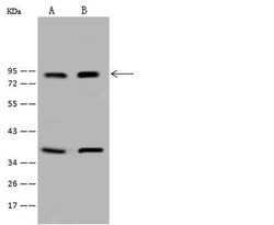 Invitrogen TCF12 Polyclonal Antibody 100 &mu;L; Unconjugated:Antibodies,