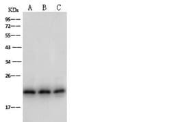 Invitrogen PDGF-A Polyclonal Antibody 100 &mu;L; Unconjugated:Antibodies,