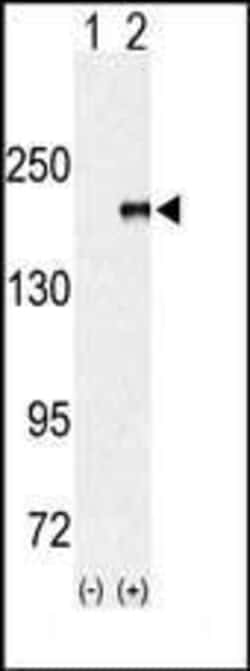 Invitrogen EHMT1 Polyclonal Antibody 400 &mu;L; Unconjugated:Antibodies,