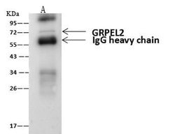 B3GNT3 Polyclonal Antibody, Invitrogen 100 &mu;L; Unconjugated:Antibodies,