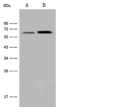 B3GNT3 Polyclonal Antibody, Invitrogen 100 &mu;L; Unconjugated:Antibodies,