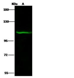 Invitrogen PAXBP1 Polyclonal Antibody 100 &mu;L | Buy Online | Invitrogen&trade; | Fisher Scientific