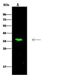 Invitrogen C11orf57 Polyclonal Antibody 100 &mu;L; Unconjugated:Antibodies,